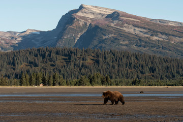 Slope Mountain/Brown bear crossing the tidal flats;  Alaska