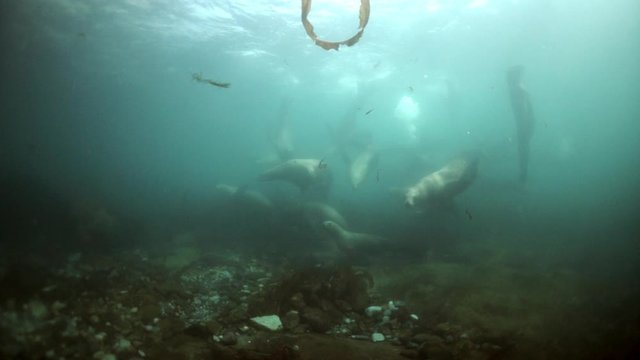 Northern sea lion mammal animal underwater on seabed of Sea of Okhotsk. Group of Seals underwater of Sea of Okhotsk. Family seals of wild nature. Concept of pinniped animals underwater.