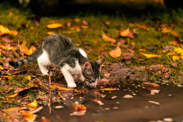 Un gato bebiendo del agua de la naturaleza en otoño