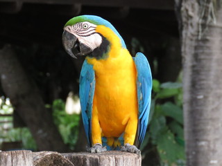 Ara ararauna - Arara-canindé