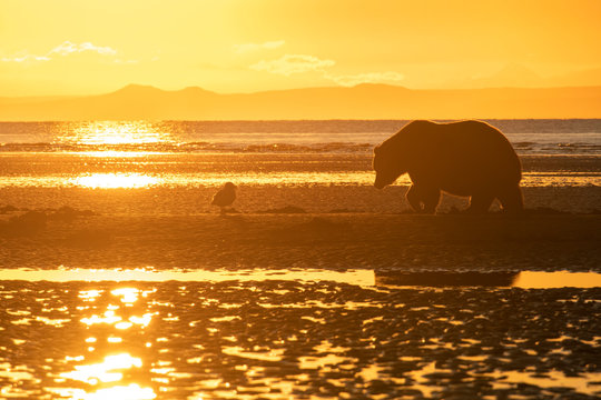 Brown Bear (Ursus Arctos) Digging For Clams On Tidal Flats At Sunrise;  Alaska