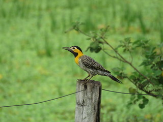 Colaptes campestris - Pica-pau-do-campo