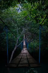 bridge in the forest