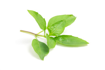 Fresh hairy basil leaf isolated on white background, Properties as herbs to help treat diseases, Extracted as essential oil from leaves, used in soap and cosmetics industry