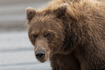 Obraz na płótnie Canvas Brown bear; Lake Clark NP; Alaska
