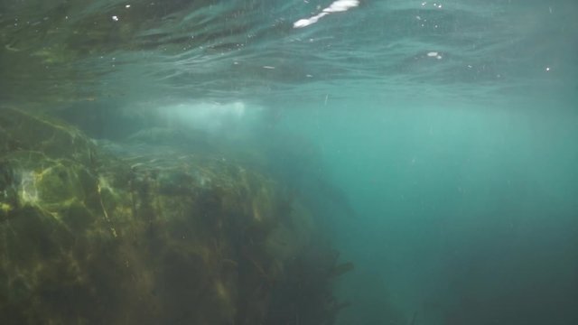 Sea lion mammal animal underwater in muddy water of Sea of Okhotsk. Group of Seals underwater of Sea of Okhotsk. Family seals of wild nature. Concept of pinniped animals underwater.
