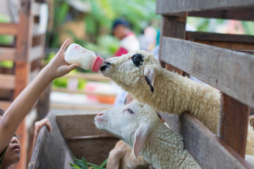 goat kids farm,Farm woman bottle feeds milk to eight week old baby Dwarf Nigerian dairy goats.