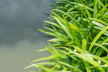 Pandan Leaves in the plant,Pandan healthy drink water on basket