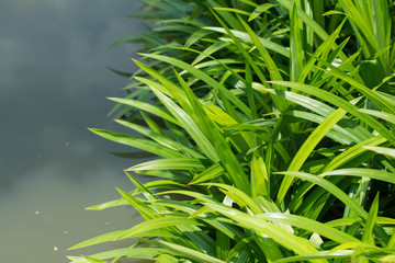Pandan Leaves in the plant,Pandan healthy drink water on basket
