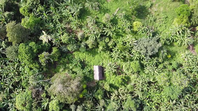 aerial of lone traditional hut in middle of the jungle
