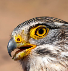 portrait of a falcon