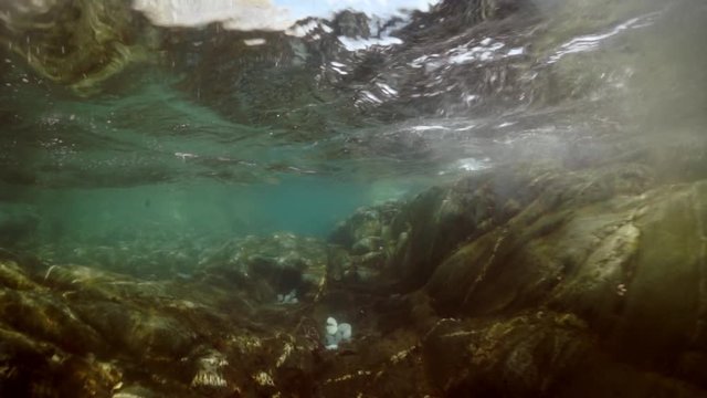 Seals underwater of Sea of Okhotsk. Family of northern sea lion marine mammal animal underwater in muddy cold water wild nature. Concept of pinniped animals underwater.