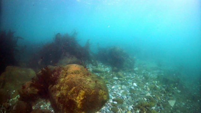 Seals underwater of Sea of Okhotsk. Family of northern sea lion marine mammal animal underwater in muddy cold water wild nature. Concept of pinniped animals underwater.