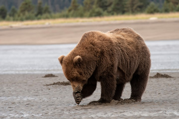 Obraz na płótnie Canvas Brown bear (Ursus arctos) digging for clams on tidal flats; Alaska