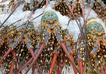 Fresh spiny lobsters on ice at seafood market.