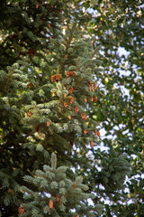 Fototapeta na wymiar Pine cones hanging from trees in Colorado mountains