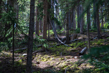 Wooded forest in Colorado mountains along hiking path