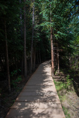 Fototapeta premium Wooded path in Colorado mountains with aspen and pine trees surrounding
