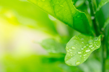 Close up of Dew on leaves texture background  with warm light