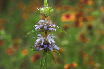flowers in the garden