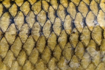 Fish scale, carp pattern © BJF