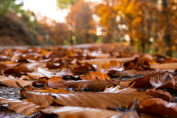 Autumn leaves falling in the road on sunset