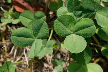 三つ葉のクローバー