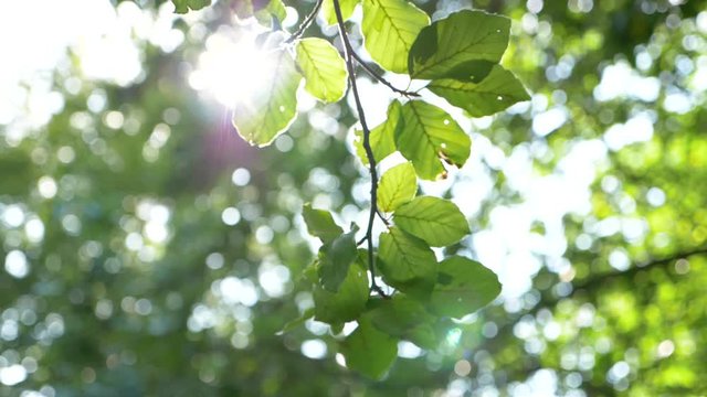 Slow motion: Beautiful sun shine through the blowing on wind green leaves.  Look up view flickering shining sunlight of trees in Richmond park in London 1080 HD