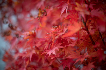 Red maple leaves in autumn season