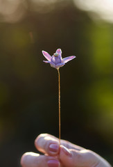 Cropped hand of woman holding a tiny purple flower