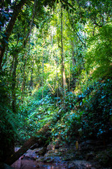 Selva Tingo Maria Peru