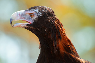 Wedge-tailed Eagle