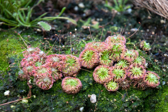 Sydney Australia,  pygmy drosera sundew plants with sticky mucilage to catch insects