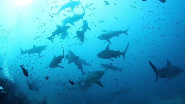 Pack of sharks in school of fish in underwater marine wildlife. Dangerous animals on seabed of ocean.