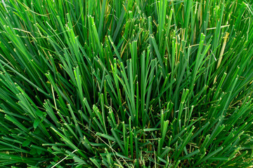 Fototapeta na wymiar Green bush of grass close-up outdoors. Green background, summer grass in the park