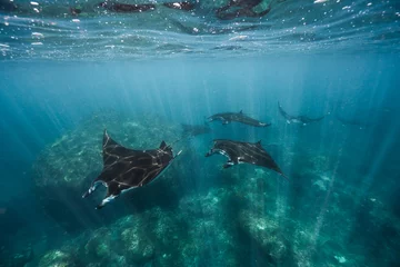 Foto op Canvas Manta Mating Train  © Ollie