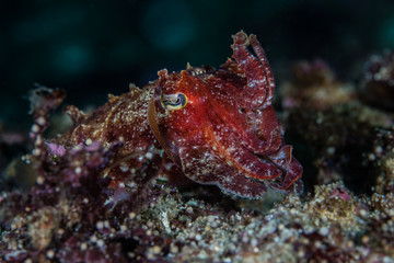 Fototapeta na wymiar Cuttlefish