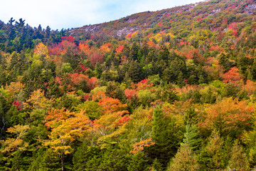 Colorful autumn leaves on a hill