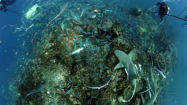 Round-robin circular video of extreme diving with sharks in underwater marine wildlife. Dangerous animals looking for food on seabed of ocean. Diving in unique underwater world of sharks.