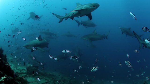 People with pack of sharks in school of fish in underwater marine wildlife. Dangerous animals and diving on seabed of ocean.