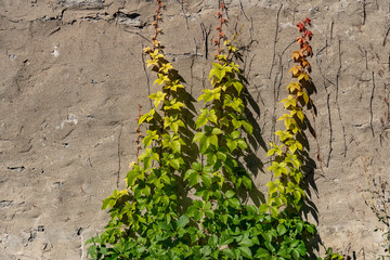 Fall invasive virginia creeper landscape