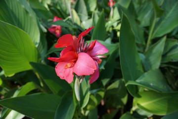 Close up of a red flower