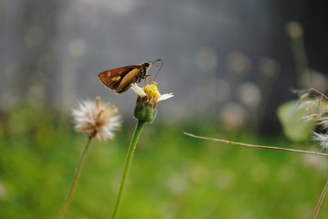 LITTLE BROWN BUTTERFLY WITH FLOWER