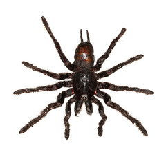 Overhead view of a black hanging tarantula spider isolated on white