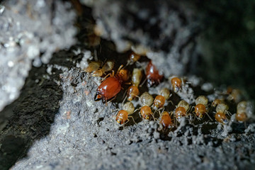 Termite soldiers and termites are working.