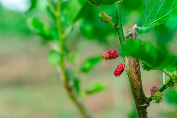 Red purple mulberries on tree.fresh mulberry provides fiber and nutrients highly beneficial.