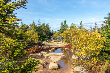Rocky path with puddles through trees and plants at the summit of Cadillac Mountain