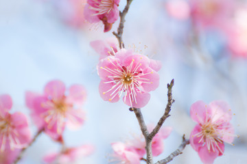 青空にピンクの梅