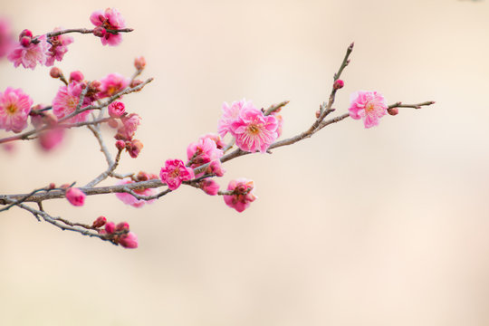 梅の花の蕾 の画像 23 412 件の Stock 写真 ベクターおよびビデオ Adobe Stock