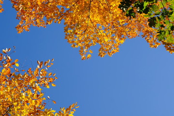 golden maple leaf with clear blue sky in backgound